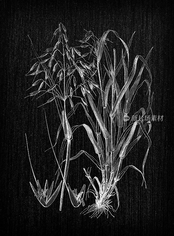植物学植物古董雕刻插图:Avena sativa(燕麦)